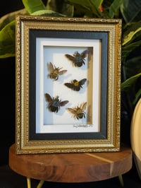 CARPENTER BEE QUINTET - GOLD ORNATE 