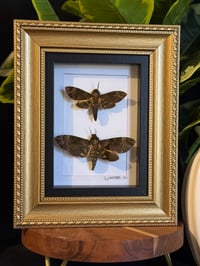 DEATH HEAD DUO - GOLD ORNATE 