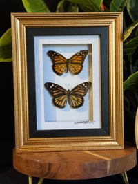 MONARCH DUO - GOLD / BLACK 