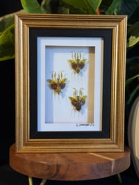 FLOWER MANTIS TRIO - BLK/GOLD