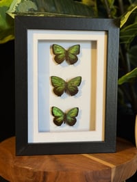 METALLIC GREEN BUTTERFLY TRIO - WHT