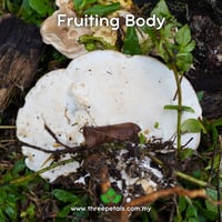 Image 3 of Huaier (Trametes/Vanderbylia Robiniophila) Live Mycelium Mushroom Culture Spawn Seed