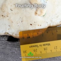 Image 4 of Huaier (Trametes/Vanderbylia Robiniophila) Live Mycelium Mushroom Culture Spawn Seed