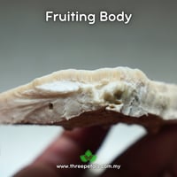 Image 5 of Huaier (Trametes/Vanderbylia Robiniophila) Live Mycelium Mushroom Culture Spawn Seed