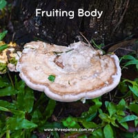 Image 2 of Huaier (Trametes/Vanderbylia Robiniophila) Live Mycelium Mushroom Culture Spawn Seed