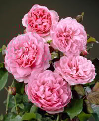 Image 1 of Pre-Order - RADIO TIME ROSE (AUSsal)