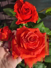 Image 1 of Pre-Order - SPUTNIK ROSE