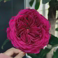 Image 1 of Pre-Order - YVES CATINA ROSE
