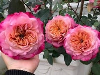 Image 2 of Pre-Order - MIYABI ROSE