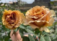 Image 2 of Pre-Order - TOFFEE ROSE