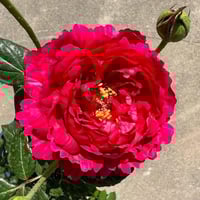 Image 1 of Pre-Order - LIGARE i230 ROSE