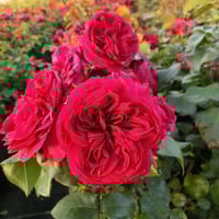 Image 2 of Pre-Order - RED LEONARDO DE VINCE ROSE