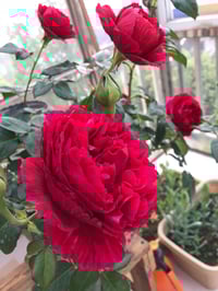 Image 2 of Pre-Order - LIGARE i230 ROSE