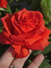 Image 2 of Pre-Order - SPUTNIK ROSE