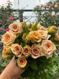 Image 3 of Pre-Order - TOFFEE ROSE