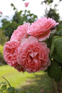 Image 2 of Pre-Order - RADIO TIME ROSE (AUSsal)