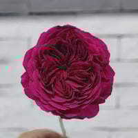 Image 2 of Pre-Order - YVES CATINA ROSE