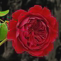 Image 1 of Pre-Order - RED LEONARDO DE VINCE ROSE