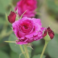 Image 3 of Pre-Order - RAMUKAN ROSE