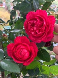 Image 3 of Pre-Order - LIGARE i230 ROSE