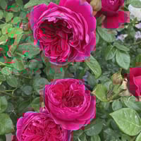 Image 3 of Pre-Order - YVES CATINA ROSE