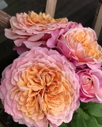 Image 1 of Pre-Order - MIYABI ROSE