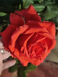 Image 3 of Pre-Order - SPUTNIK ROSE