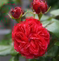 Image 3 of Pre-Order - RED LEONARDO DE VINCE ROSE