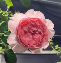 Image 3 of Pre-Order - RADIO TIME ROSE (AUSsal)