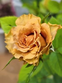 Image 4 of Pre-Order - TOFFEE ROSE