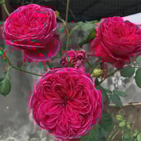 Image 4 of Pre-Order - YVES CATINA ROSE