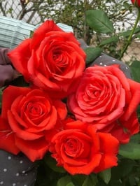 Image 4 of Pre-Order - SPUTNIK ROSE