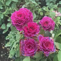 Image 1 of Pre-Order - RAMUKAN ROSE