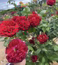 Image 4 of Pre-order - TESS OF THE d'URBERVILLES CLIMBING ROSE (Ausmove)