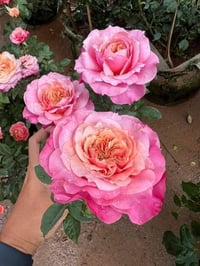 Image 4 of Pre-Order - MIYABI ROSE