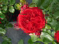 Image 4 of Pre-Order - RED LEONARDO DE VINCE ROSE