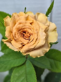 Image 5 of Pre-Order - TOFFEE ROSE