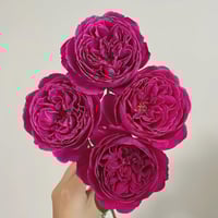 Image 5 of Pre-Order - YVES CATINA ROSE