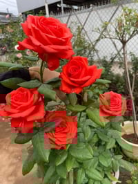 Image 5 of Pre-Order - SPUTNIK ROSE