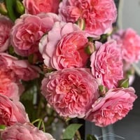 Image 4 of Pre-Order - RADIO TIME ROSE (AUSsal)