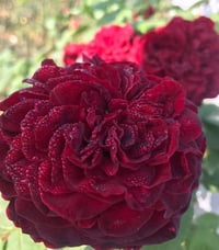 Image 5 of Pre-order - TESS OF THE d'URBERVILLES CLIMBING ROSE (Ausmove)