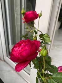 Image 5 of Pre-Order - LIGARE i230 ROSE