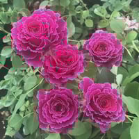 Image 4 of Pre-Order - RAMUKAN ROSE