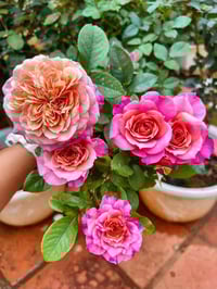 Image 5 of Pre-Order - MIYABI ROSE