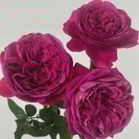 Image 6 of Pre-Order - YVES CATINA ROSE