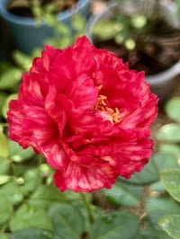 Image 6 of Pre-Order - LIGARE i230 ROSE