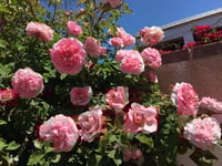 Image 5 of Pre-Order - RADIO TIME ROSE (AUSsal)