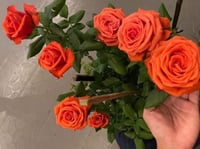 Image 6 of Pre-Order - SPUTNIK ROSE