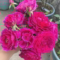 Image 5 of Pre-Order - RAMUKAN ROSE