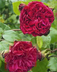Image 5 of Pre-Order - RED LEONARDO DE VINCE ROSE